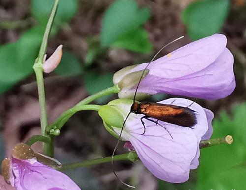 Cauchas rufimitrella
